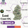 TIER 1 FLOWER - LOST COAST OG - INDICA