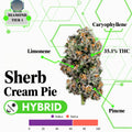 TIER 1 FLOWER - SHERB CREAM PIE - HYBRID