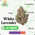 TIER 2 FLOWER - WHITE LAVENDER - HYBRID